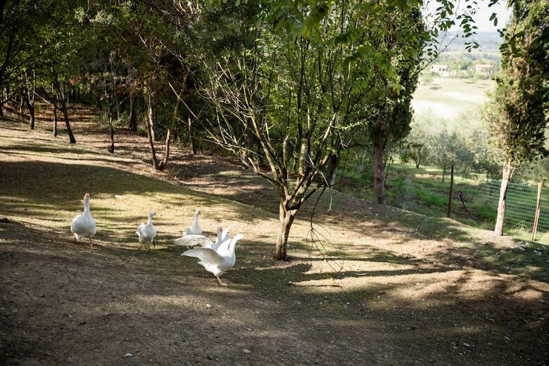 Agroturismo Fattoria Sant'andrea