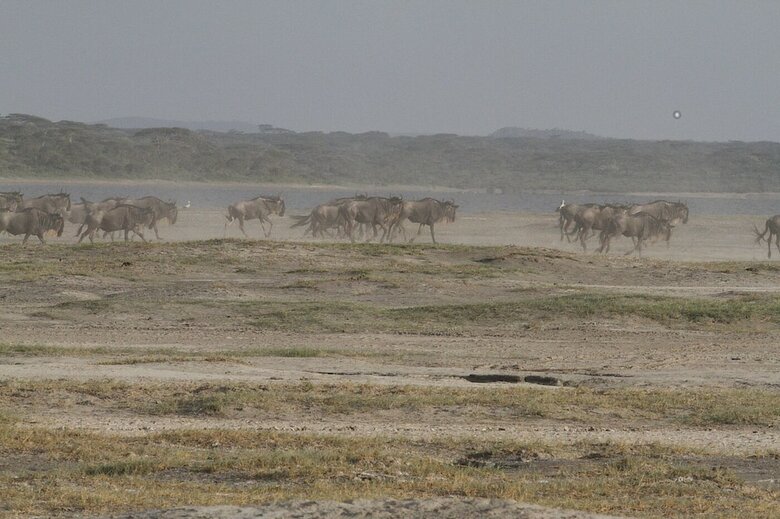Posada Gnu Ndutu Camp