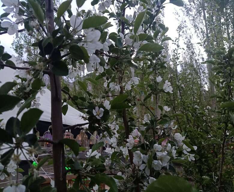 Bed & Breakfast Nubra Ethnic Camp