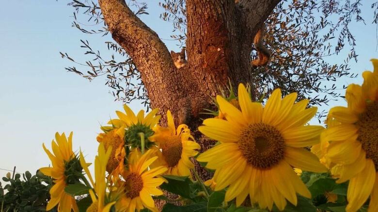 Agroturismo Masseria Costarella