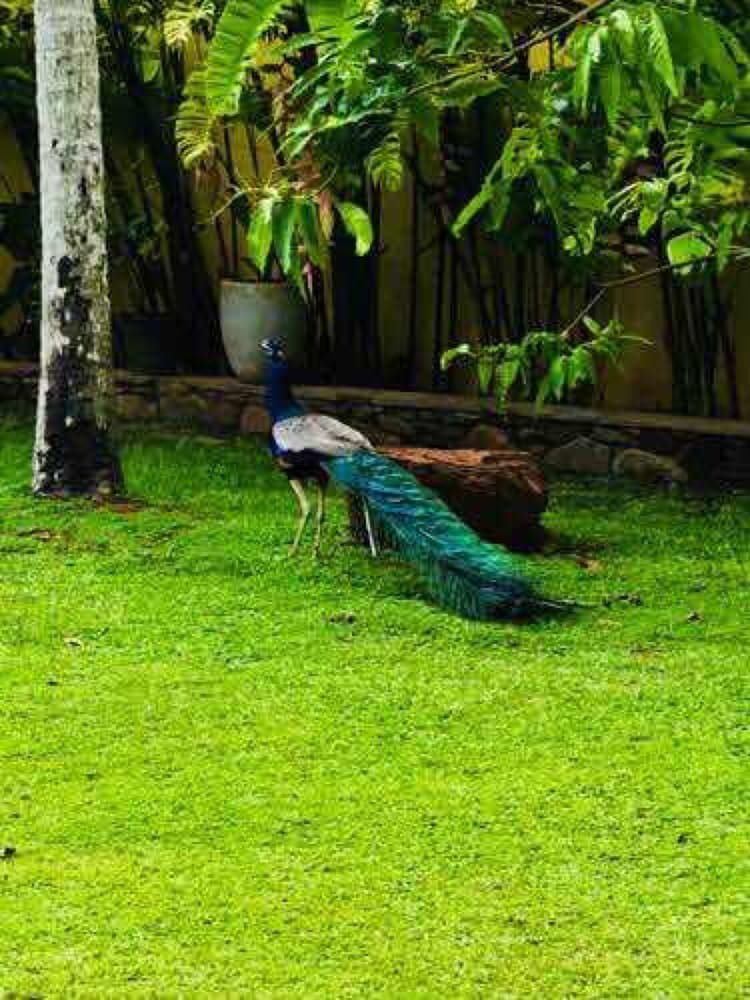 Bed & Breakfast Hiding Unawatuna