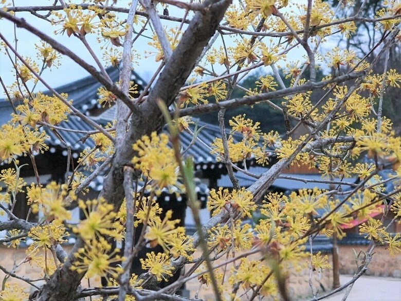 Hotel Tohyang Gotaek