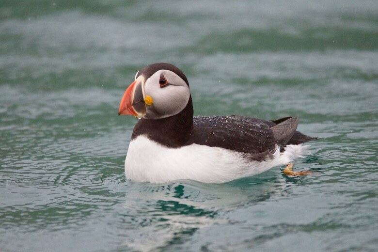 Hotel Puffin Palace Guesthouse