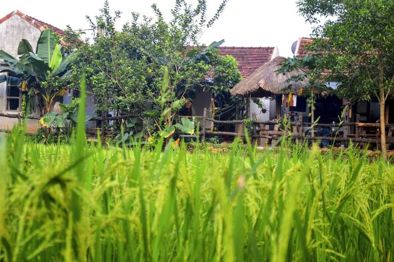 Hotel Jungle Boss Homestay