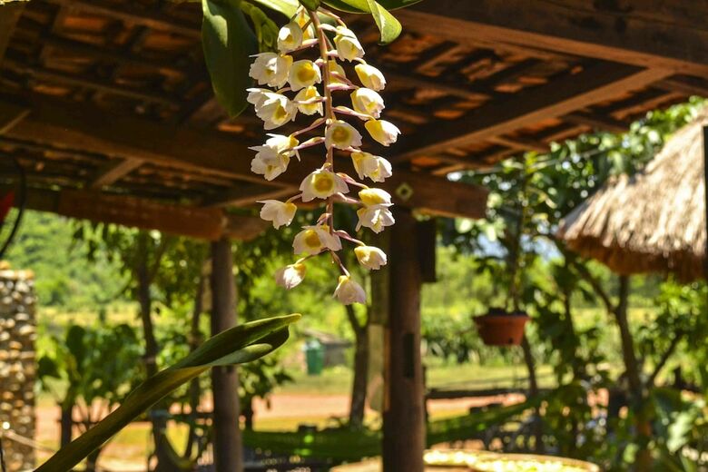 Hotel Jungle Boss Homestay