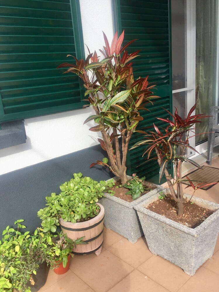 Apartamentos Rochinha Cozy Home