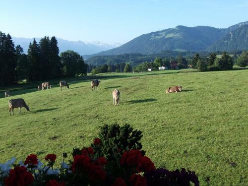 Hostal G�stehaus Schmid & Reitzner