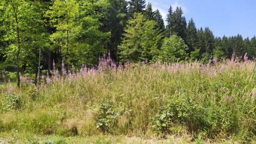 Hostal Greizer Kammh�tte Gastst�tte & Pension