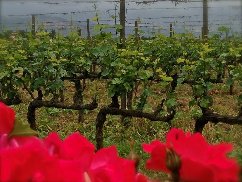 Agroturismo Agrisalotto