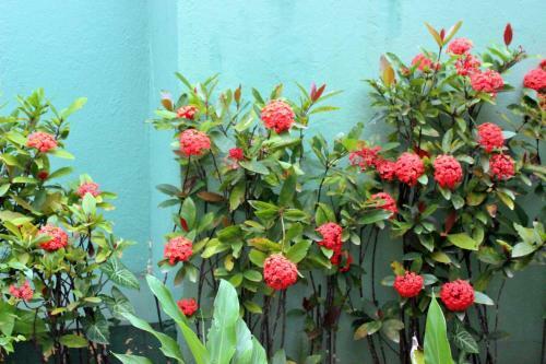 Hostal Pousada Do Pinheiro