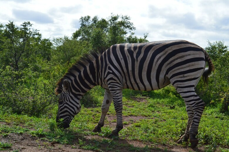 Posada Imbube Safari Lodge