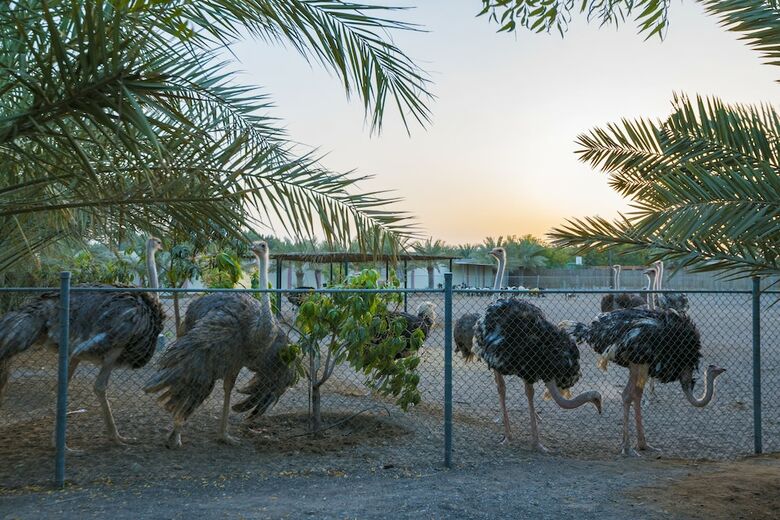 Asahalah Farm Villas