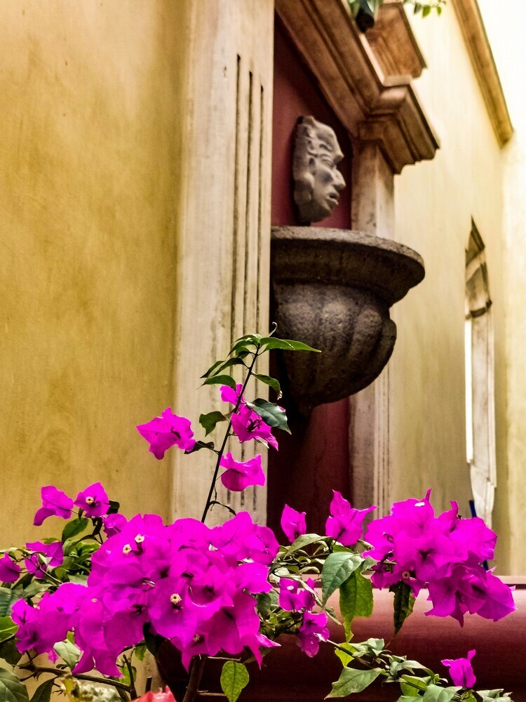 Bed & Breakfast Central Bougainvillea