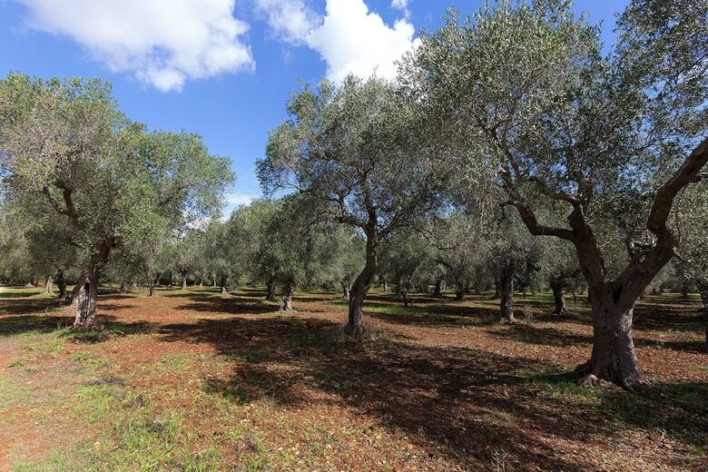 Agroturismo Masseria Piarmi