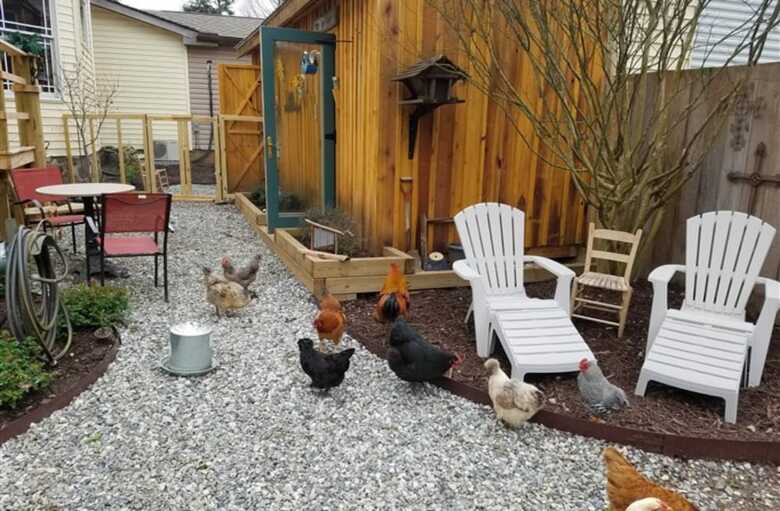Silly Chickens Lodge B&B