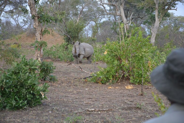Rhino Walking Safaris