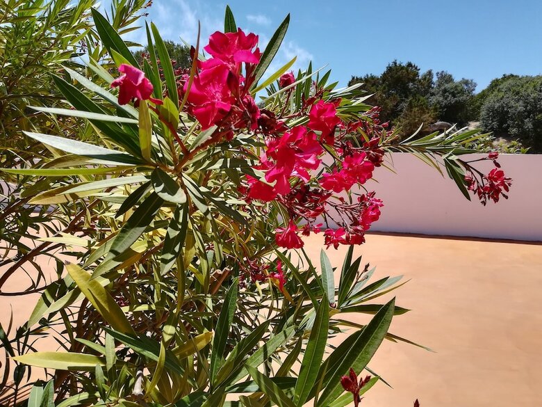 Es Pas Formentera Agroturismo