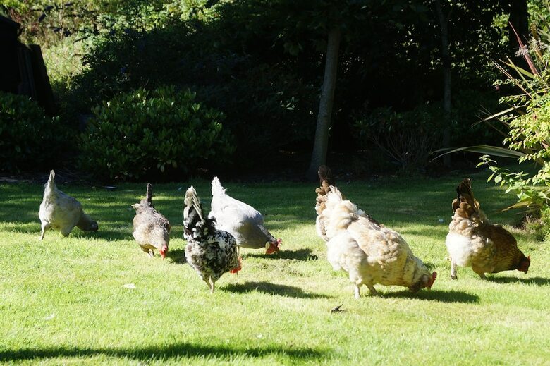Bed & Breakfast Toadhall Rooms