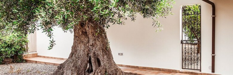B&B Antico Ulivo