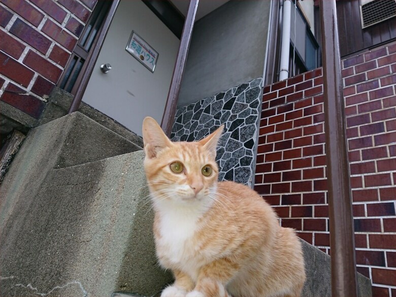 Hostal -vacation Stay- Wayou House