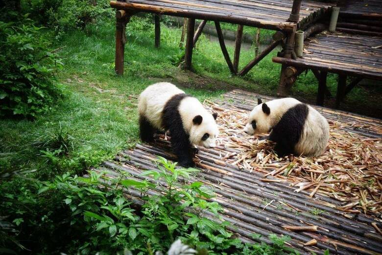 Chengdu Joy Family Apartment