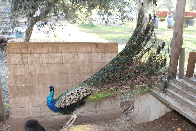 Agroturismo Tenuta Sant'antonio