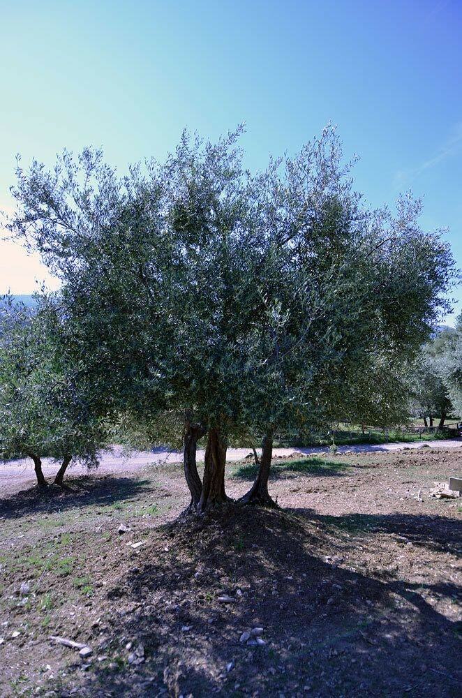 Agroturismo La Casina Di Giannetto