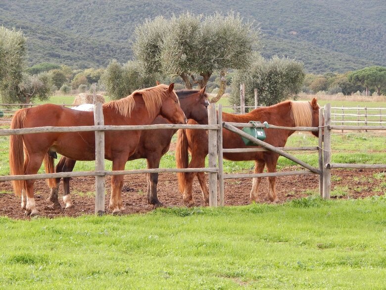 Agroturismo Tenuta Uccellina