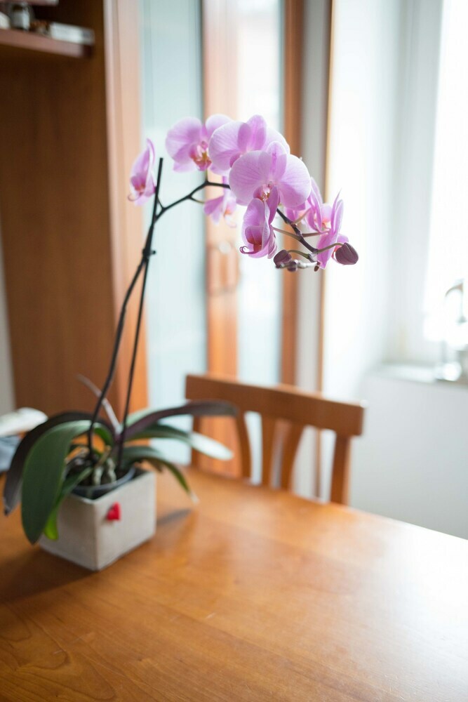 Apartamento The Royal Flat