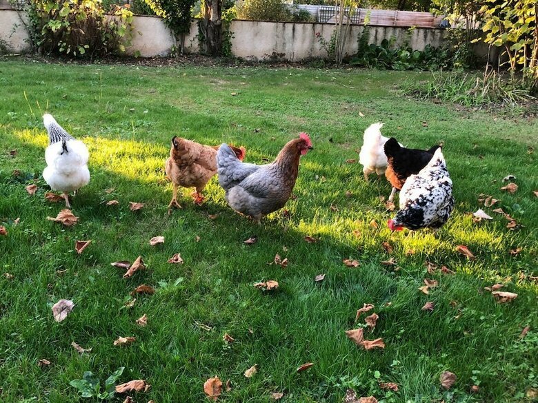 Bed & Breakfast Domaine Des Monges - Chambres D'hotes