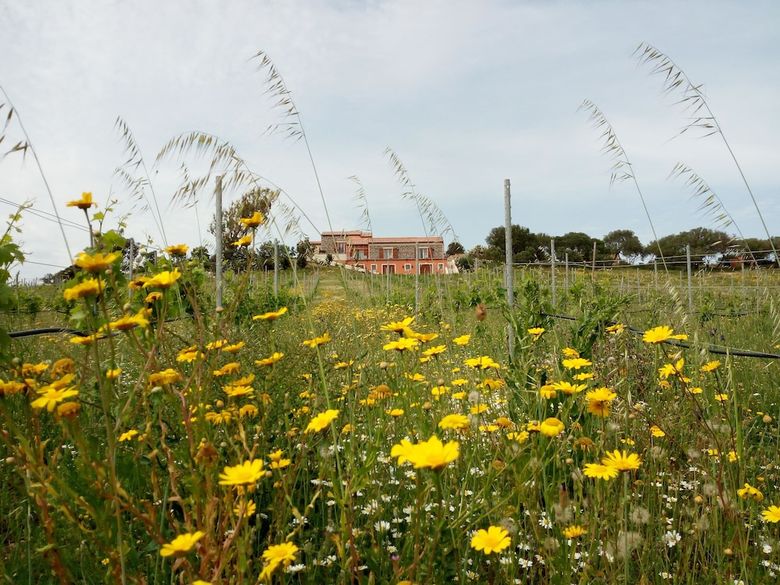 Agroturismo Tenuta Petra Bianca