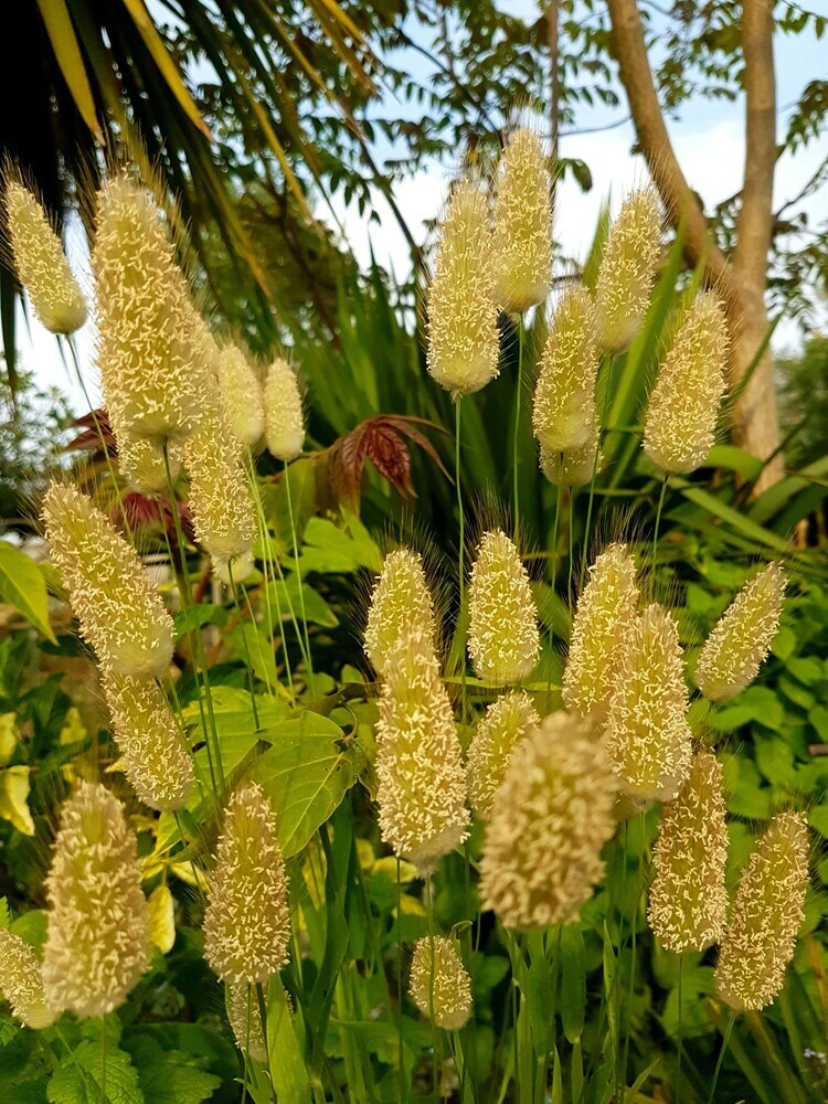 La Palmeraie