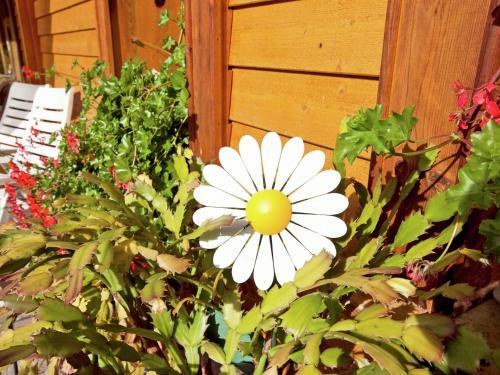 Apartamento Haus Rollspitz