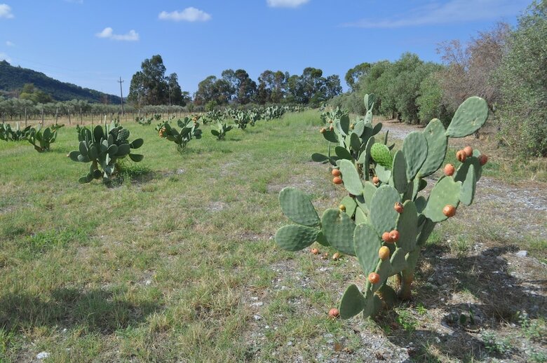 Agroturismo I Cedri