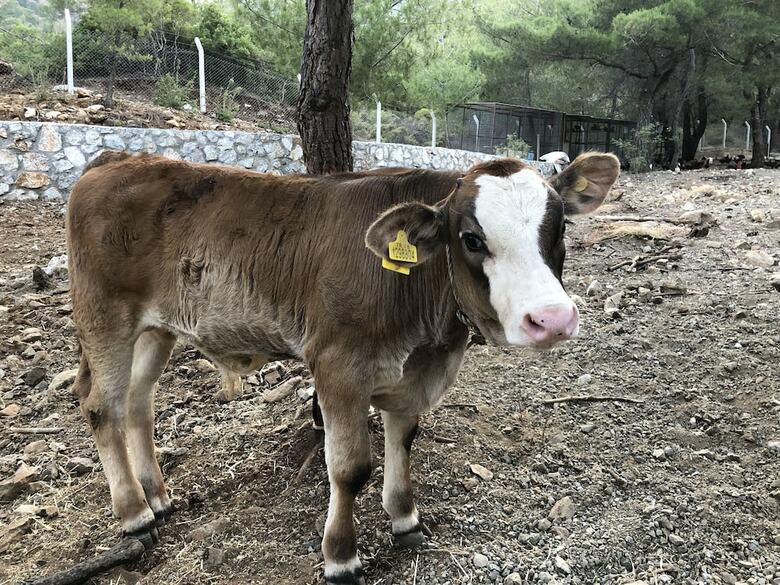 Hotel Durusu Ciftlik Evleri