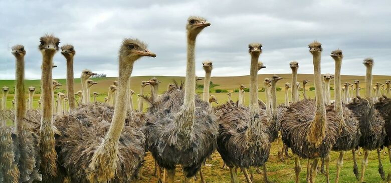Bed & Breakfast Bakenskraal Ostrich Palace