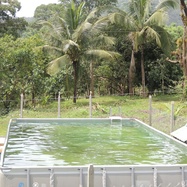 Hotel Jungle Nest Homestay