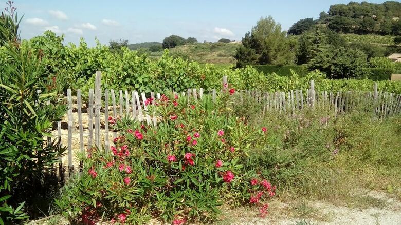 B&B Acanthus