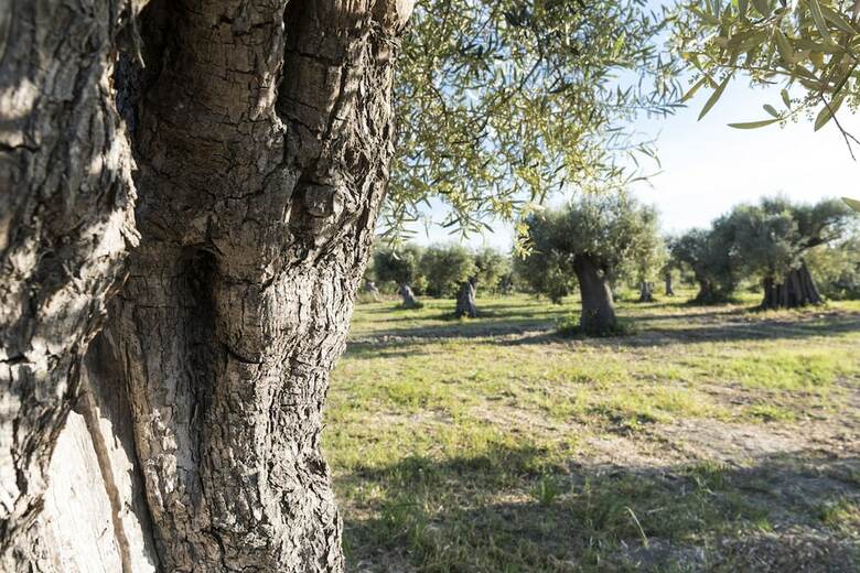 Agroturismo Agriturismo Dattilo