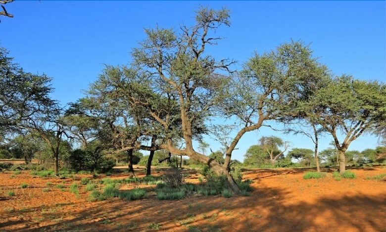 Posada Otjimbondona Kalahari