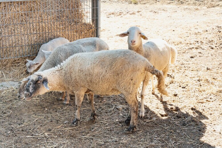Agroturismo Farm Stay Il Carro Del Colle