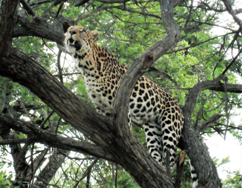 Villa Lowveld Escape