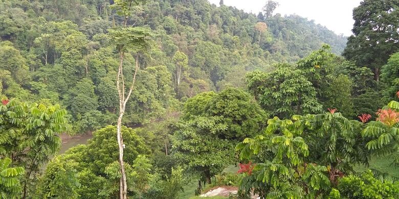 Hotel Green Forest Tangkahan