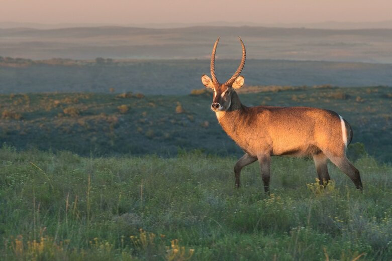 Posada Shamwari Eagles Crag - All Inclusive