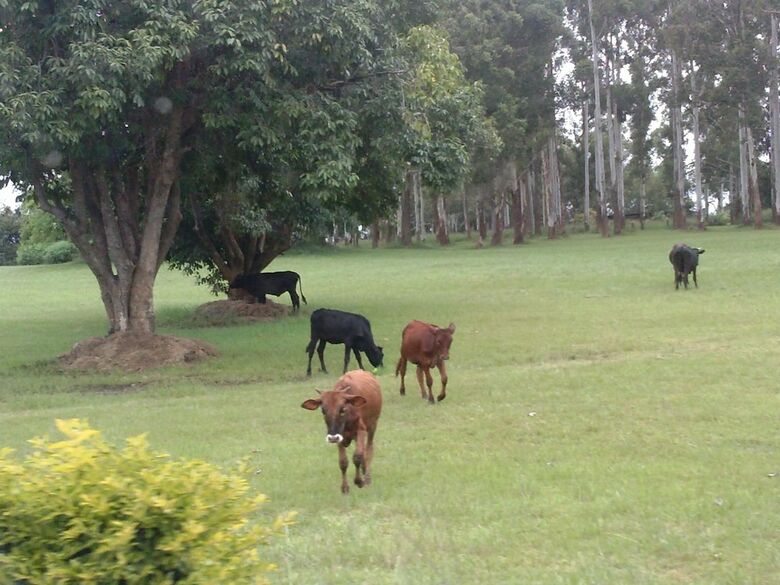 Sir Nick's Livingstone Lodge