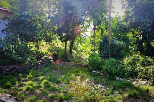 Hostal Jaguar Azul Palomino