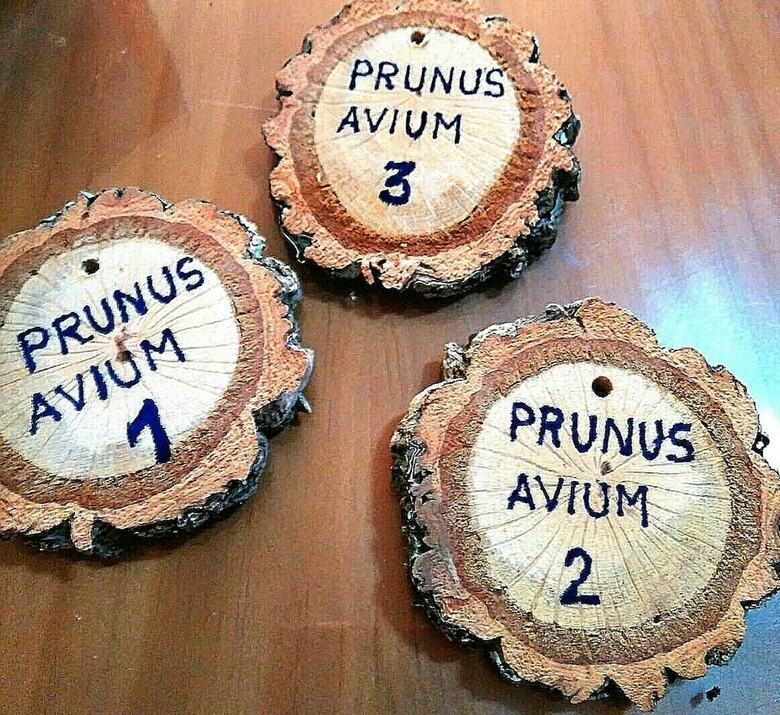 Casas Rurales Prunus Avium