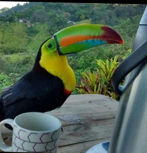 La Candelaria Coffee Farm B&B