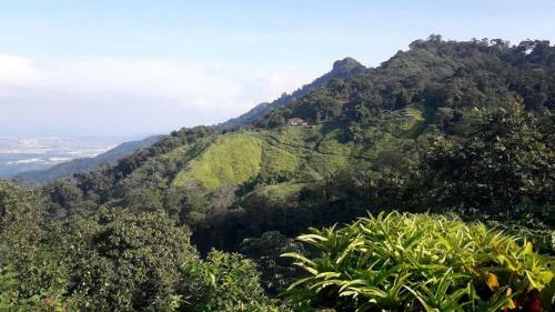 La Candelaria Coffee Farm B&B