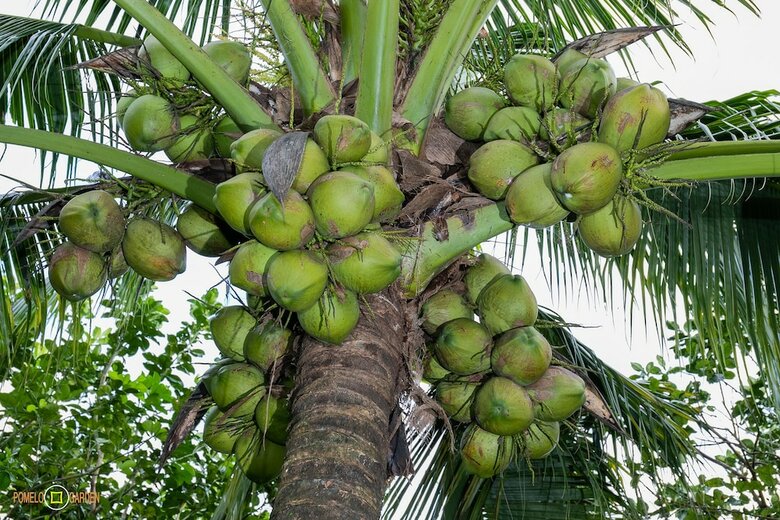Hotel Phu Quoc Pomelo Garden